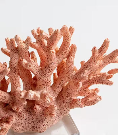 Palermo Decorative Resin Coral Sculpture – Coral Pink, Acrylic Display Base