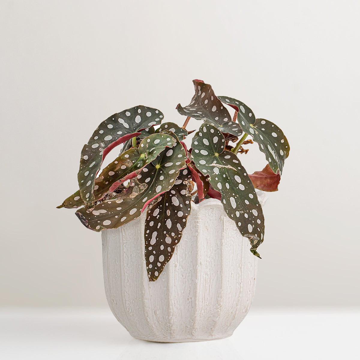 Chaca white stoneware plant pot